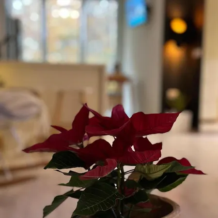 Klt Blloku Center * Tirana